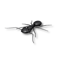 Ant