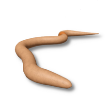 Earthworm