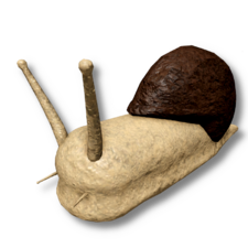 Snail