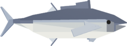 Bluefin Tuna