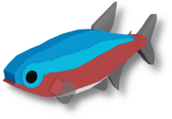 Cardinal Tetra