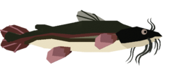 Catfish