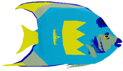 Cobalt Angelfish