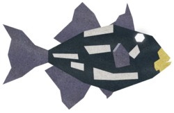 Coin Triggerfish