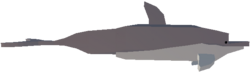 Dolphin