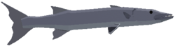 Great Barracuda