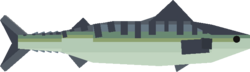 Mackerel