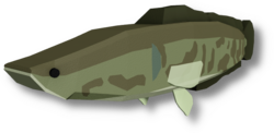 Northern Snakehead