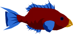 Reef Parrotfish