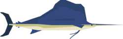Sailfish