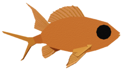 Squirrelfish