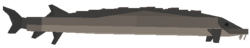 Sturgeon