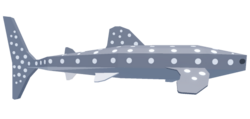 Whale Shark